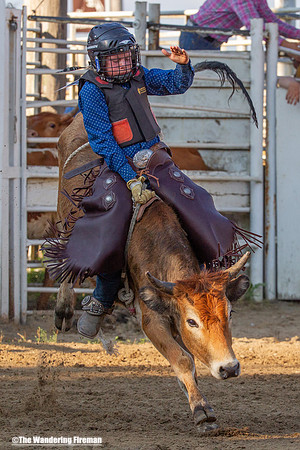 Leon Iowa rodeo calf busting event