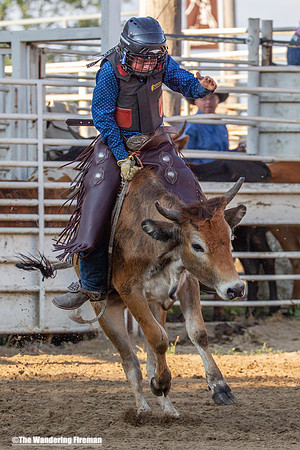 Leon Iowa rodeo calf busting event