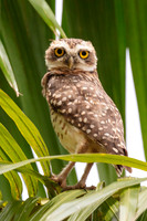 Paraguayan Burrowing Owl