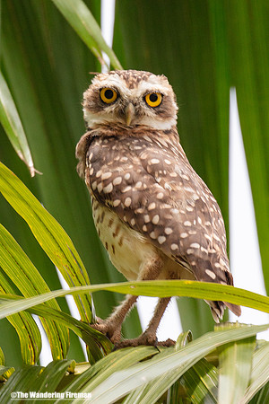 Paraguayan Burrowing Owl