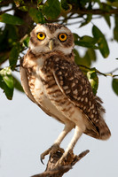 Paraguayan Burrowing Owl