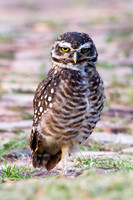 Paraguayan Burrowing Owl