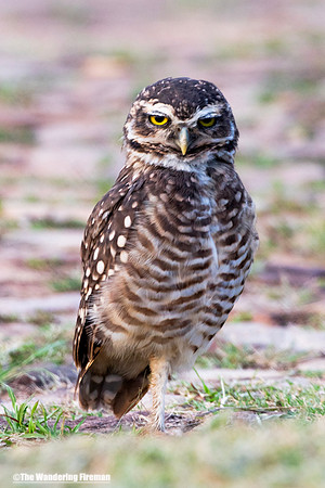 Paraguayan Burrowing Owl