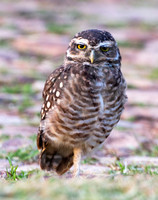 Paraguayan Burrowing Owl