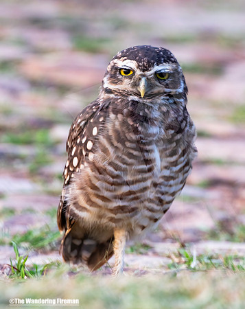 Paraguayan Burrowing Owl