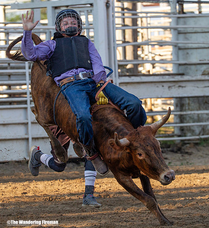 Leon Iowa rodeo calf busting event