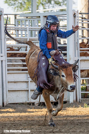 Leon Iowa rodeo calf busting event