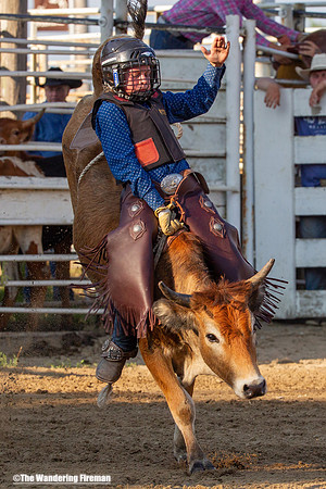 Leon Iowa rodeo calf busting event