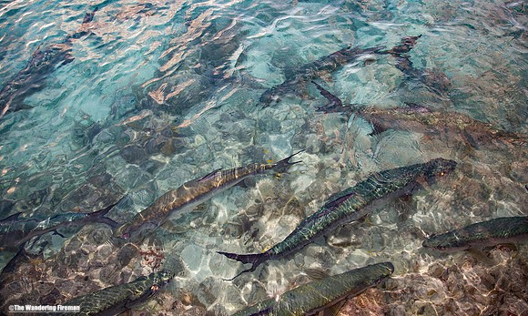 Fish in shallow waters