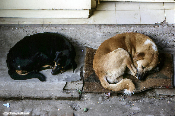 Two sleeping dogs in Kathmandu Nepal