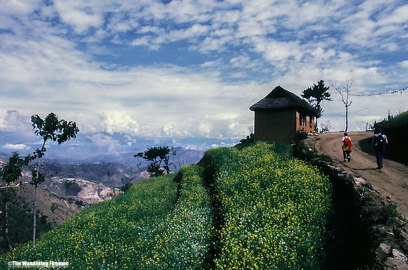 Farm Terraces while trekkeing in rural Nepal