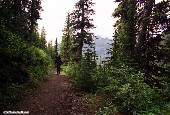 Hiking through the forests of Albrerta Canada