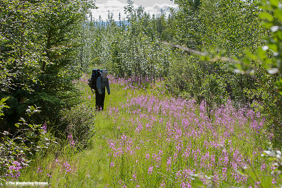 "Spring flowers in the north."