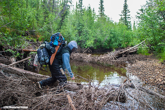 "More beaver dams."