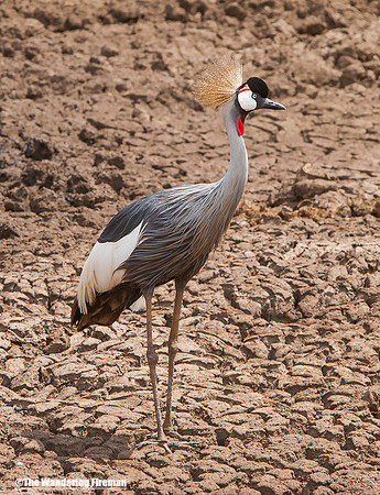 "African bird on the Maasai Mara of Tanzania while on safari"