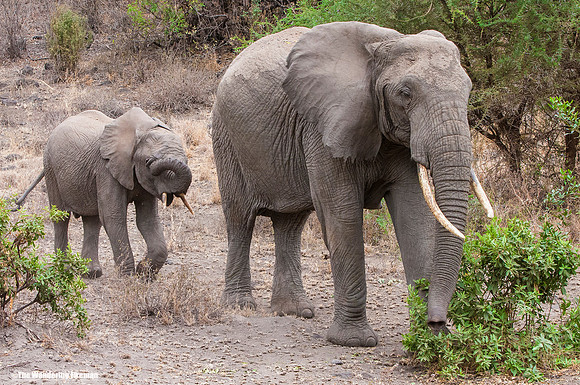 "African elephants on the Maasai Mara of Tanzania while on safari"