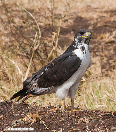 "African eagle on the Maasai Mara in Tanzania while on safari"