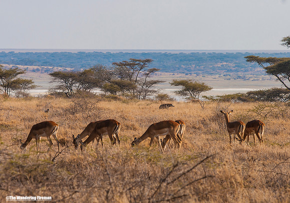 "African deer in the Maasai Mara of Tanzania while on safari"