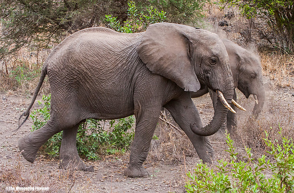 "African elephants on the Maasai Mara of Tanzania while on safari"