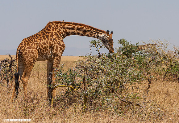 "African giraffe on the Maasai Mara of Tanzania while on safari"