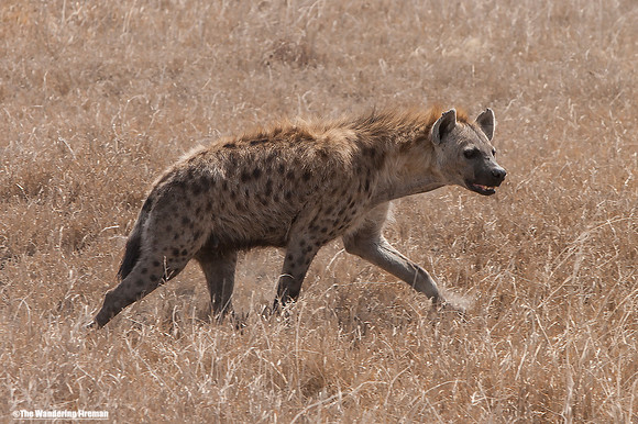 "African hyena on the Maasai Mara of Tanzania while on safari"
