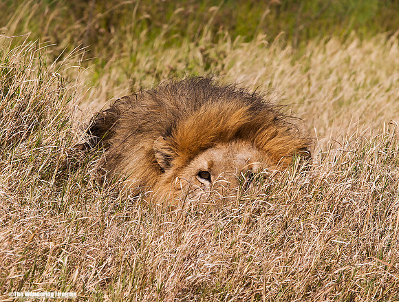 "African lion on the Maasai Mara in Tanzania"