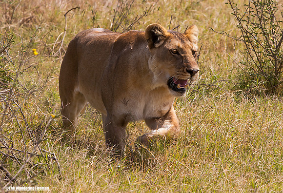 "African lioness in the Maasai Mara of Tanzania while on safari"