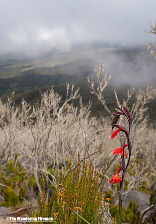 "Kilimanjaro beauty"
