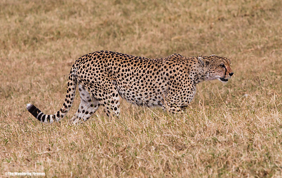 "African cheetah in Ngorogoro crater while on safari in Tanzania"