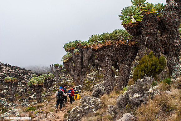 "Hiking the Machame trail on Kilimanjaro in Tanzania."