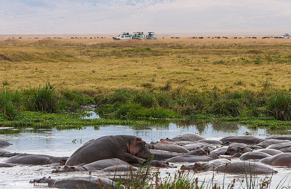 "Hippopotamus in Ngorogoro crater while on safari in Tanzania"