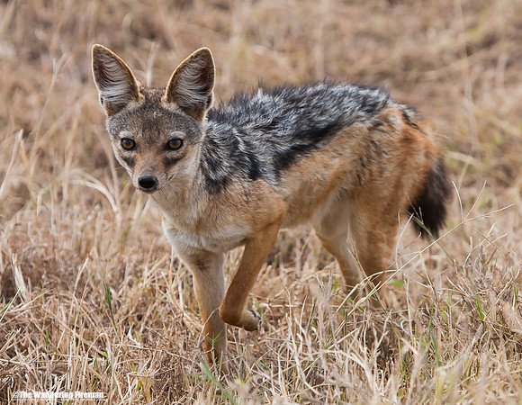 "African Jackal in the Maasai Mara of Tanzania"