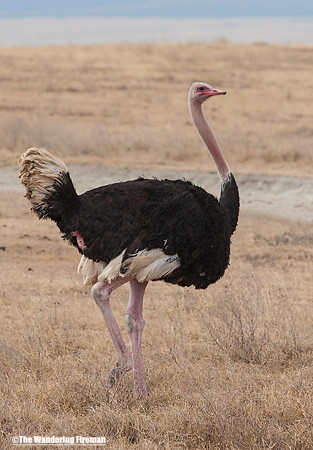 "African ostrich in the Maasai Mara in Tanzania while on safari"