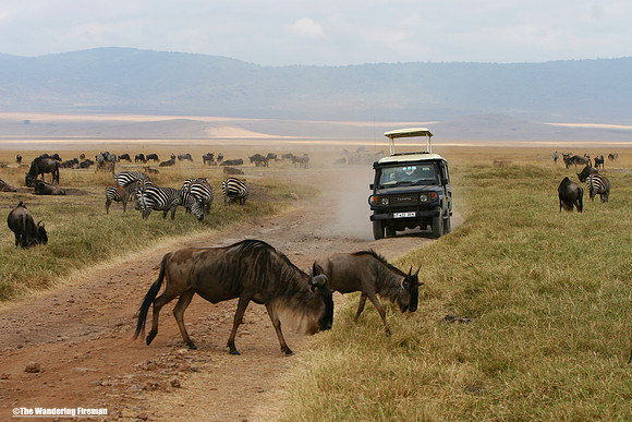 "Wildebeest on the Maasai Mara in Tanzania while on safari"