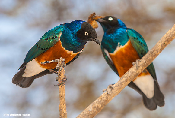 "African love birds in the Maasai Mara of Tanzania while on safari"
