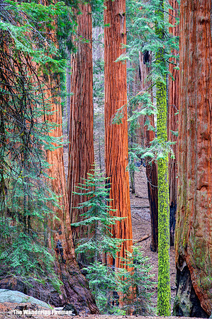 Sequoia trees in California