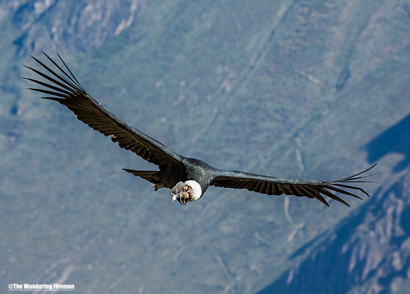 Peruvian Condor