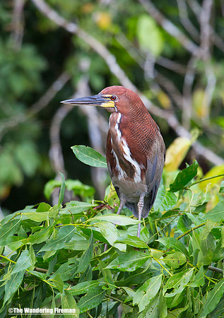 Peruvian Heron