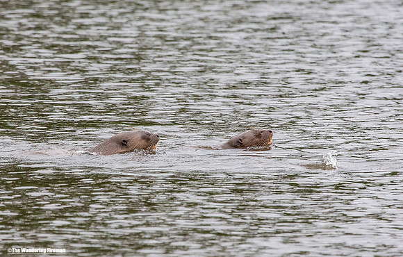 Peruvian river otters