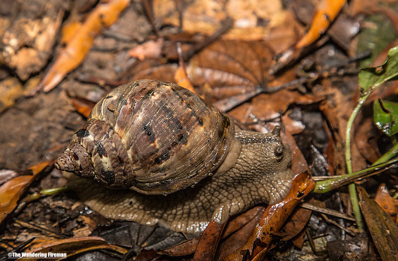 Snail on the forest floor