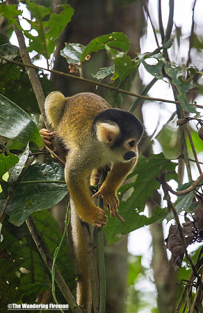 Spider Monkey in Peru