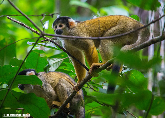 Spider Monkeys of Peru