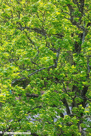 Tree foliage in Gettysburg Pennsylvania
