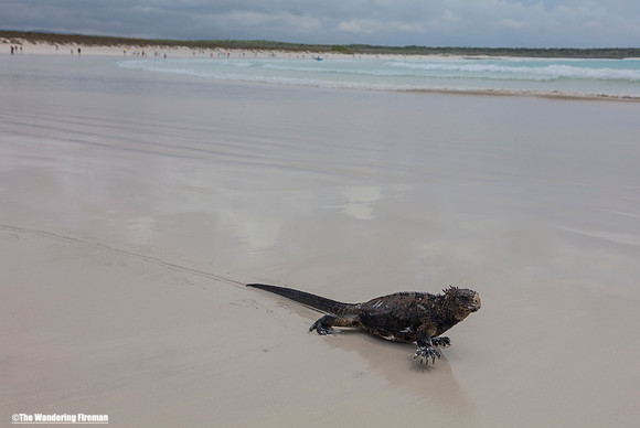 Iguana on the beach in Santa Cruz Galapagos Islands