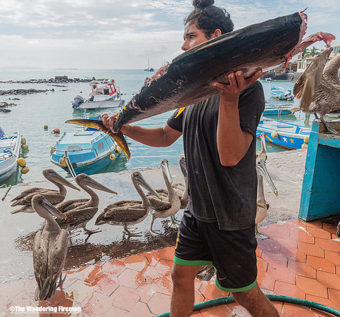 Puerto Aroyo fish shop worker and Pelicans