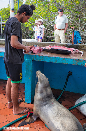 Sea Lion in Puerto Aroyo Galapagos Islands