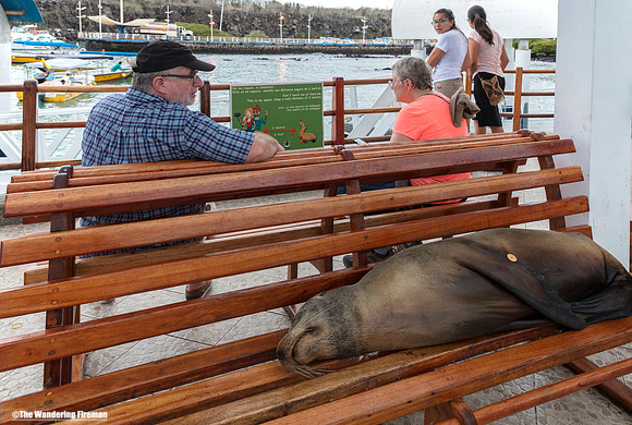 Sea Lion on a bench in Puerto Ayora Galapagos Islands