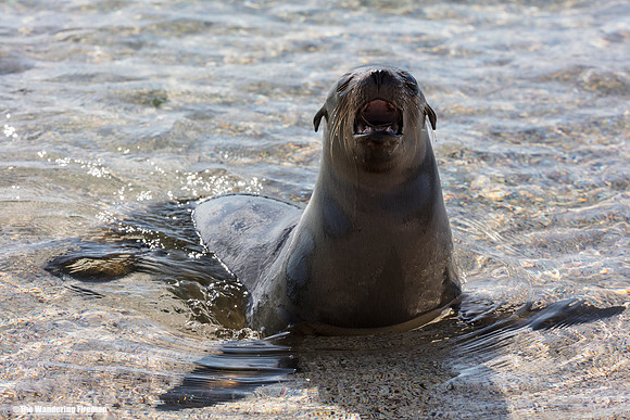 A barking sea Lion in the Galapagos Islands