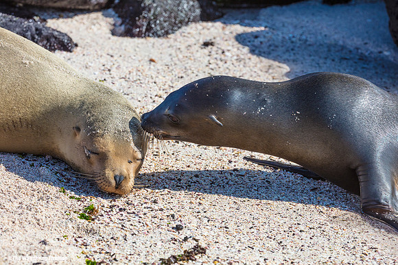 A cute pair of Sea Lion in the Galapgos islands