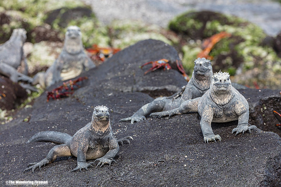 A group of marine iguanas in the Galapagos islands